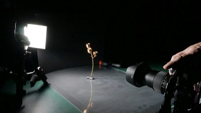 Setup Trockenblume