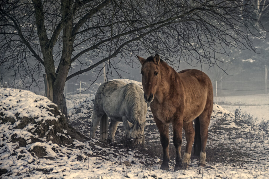 Foto Pferde im Nebel von Stefan Greitzke