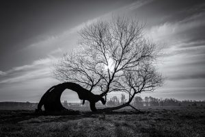 Foto "Wunderbar verschlungen"