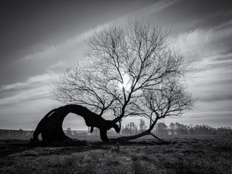 Foto "Wunderbar verschlungen"
