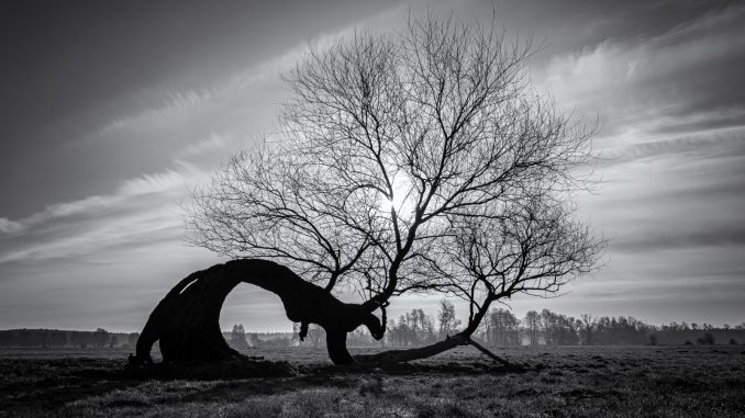 Foto "Wunderbar verschlungen"